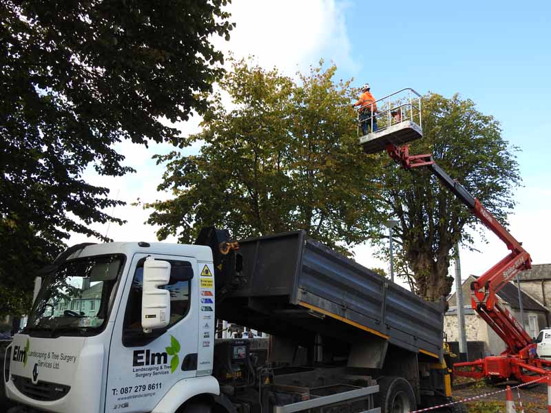 Elm Landscaping tree surgery and arborist work